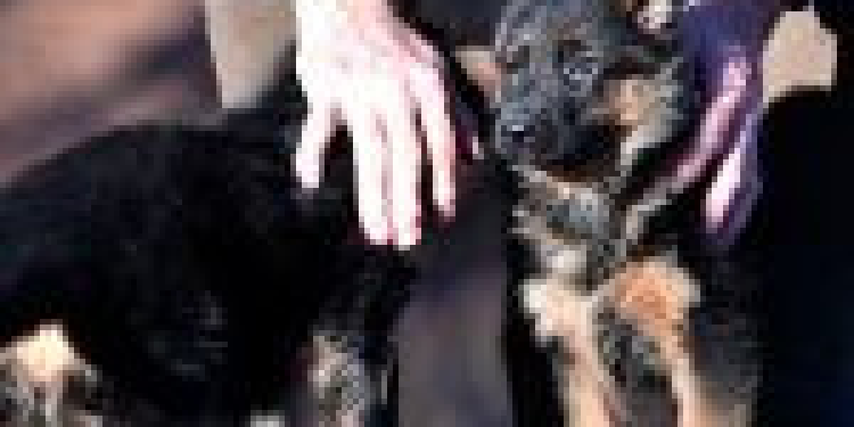 Deutscher Schäferhund Pflege: Ein umfassender Leitfaden für potenzielle Hundehalter